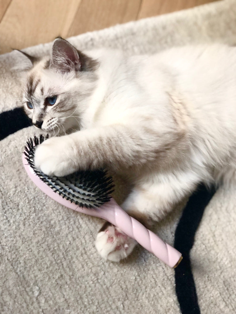 Chat tenant une brosse à cheveux rose