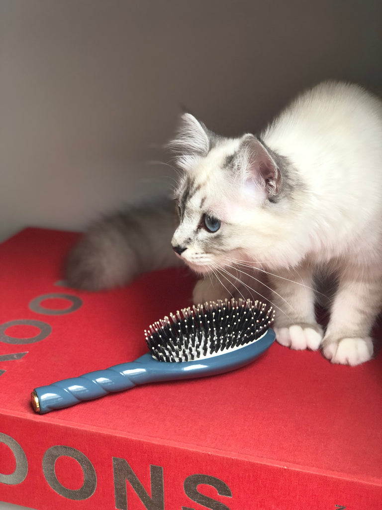 Chat et brosse à cheveux mixte